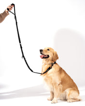 Load image into Gallery viewer, Shock Absorbing Bungee Dog Leash with Seatbelt Buckle and Comfortable Padded Grip, Highly Reflective Bungee Leash for Large Dogs, Stretch Leash Extendable from 4ft to 9 ft.

