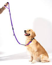 Load image into Gallery viewer, Shock Absorbing Bungee Dog Leash with Seatbelt Buckle and Comfortable Padded Grip, Highly Reflective Bungee Leash for Large Dogs, Stretch Leash Extendable from 4ft to 9 ft.
